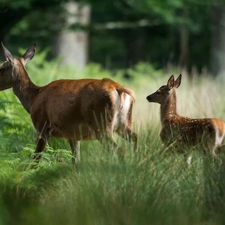 Maison Au Milieu Des Bois Et Des Animaux Jouy-le-Potier Buitenkant foto