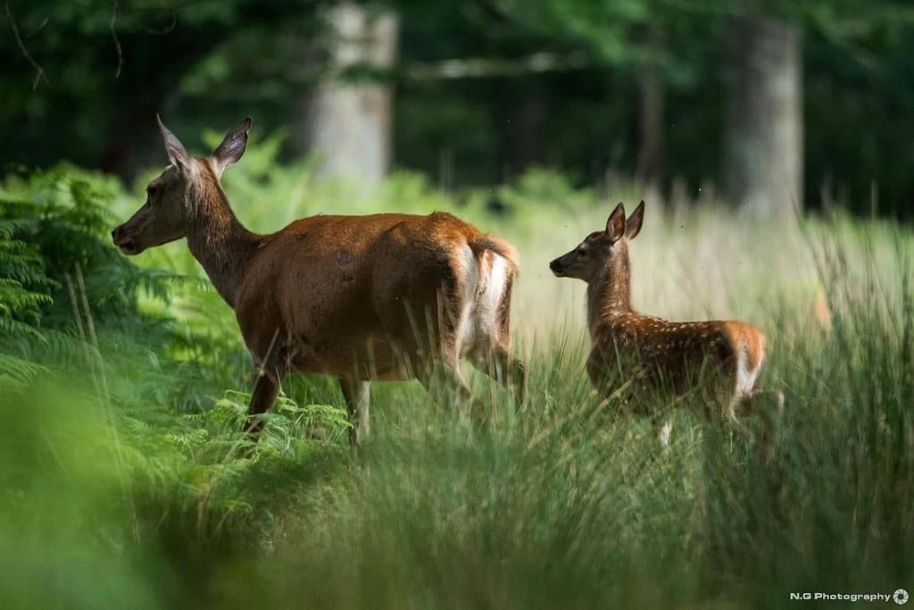 Maison Au Milieu Des Bois Et Des Animaux Jouy-le-Potier Buitenkant foto