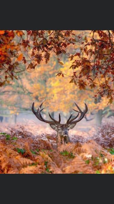 Maison Au Milieu Des Bois Et Des Animaux Jouy-le-Potier Buitenkant foto