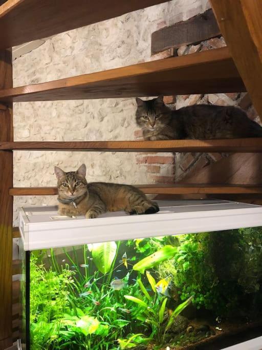 Maison Au Milieu Des Bois Et Des Animaux Jouy-le-Potier Buitenkant foto