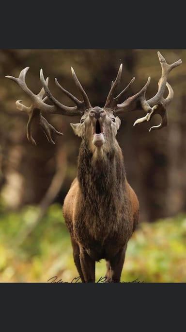 Maison Au Milieu Des Bois Et Des Animaux Jouy-le-Potier Buitenkant foto